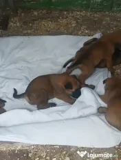 Ciobanesc belgian Malinois 