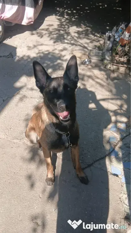 Ciobanesc belgian Malinois