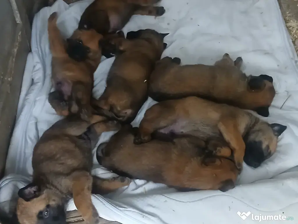 Ciobanesc belgian Malinois