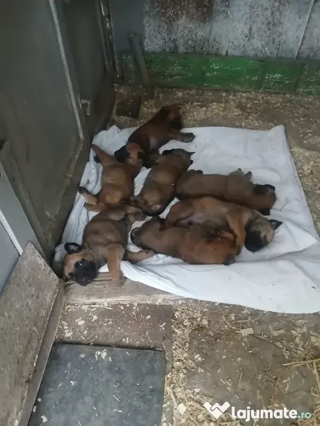Ciobanesc belgian Malinois