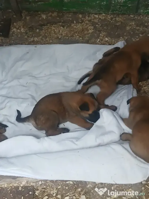 Ciobanesc belgian Malinois