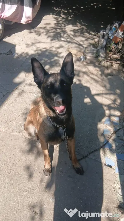 Ciobanesc belgian Malinois