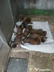 Ciobanesc belgian Malinois 