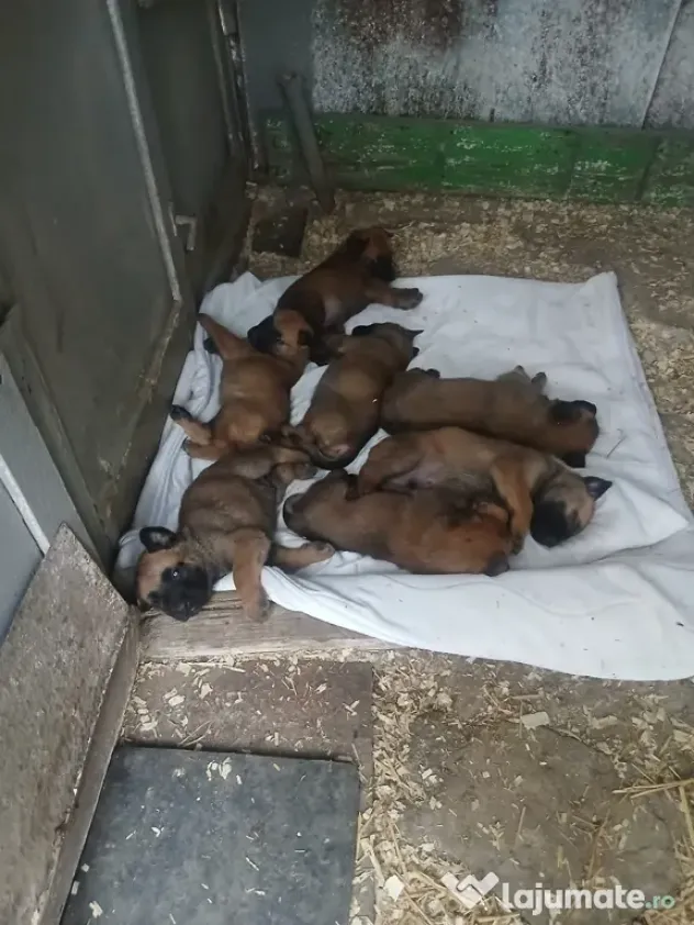 Ciobanesc belgian Malinois