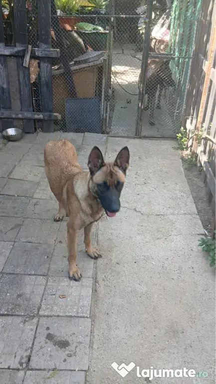 Ciobanesc belgian Malinois