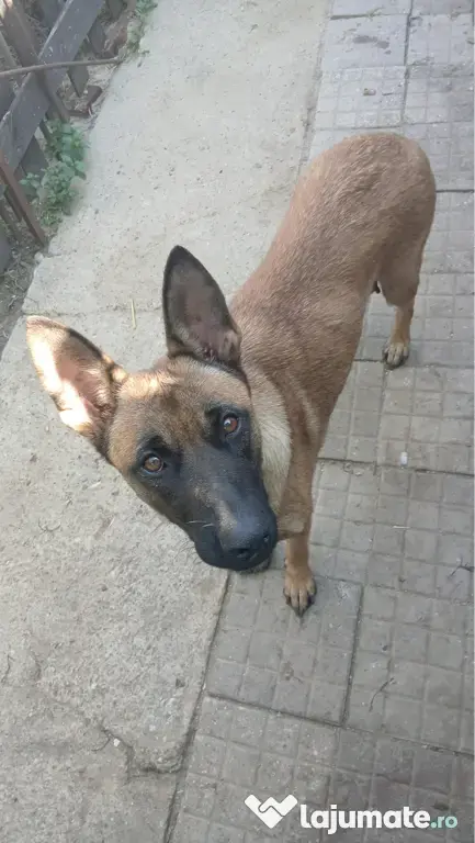 Ciobanesc belgian Malinois