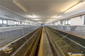 FILM! Ferma de iepuri,Malnas,Covasna: domeniu:comercial indu