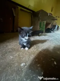 Adopție 