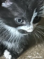 Adopție pisici pufosi 