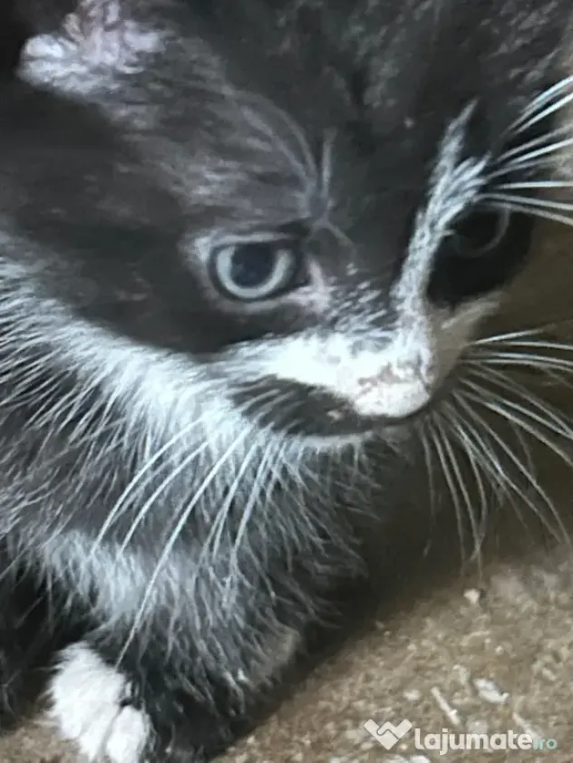 Adopție
