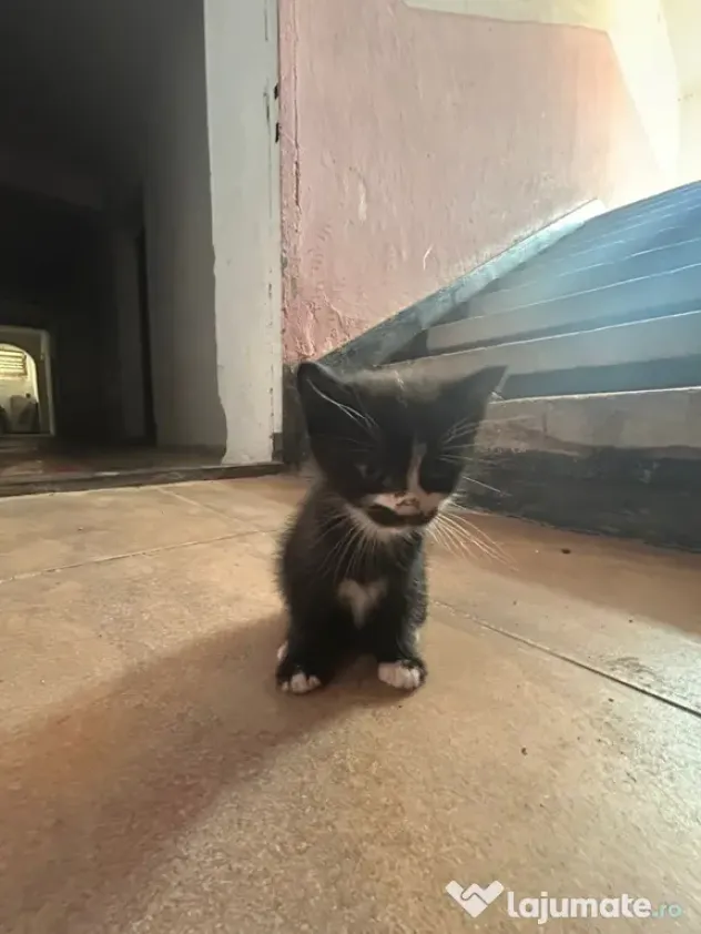 Adopție