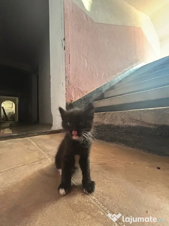 Adopție