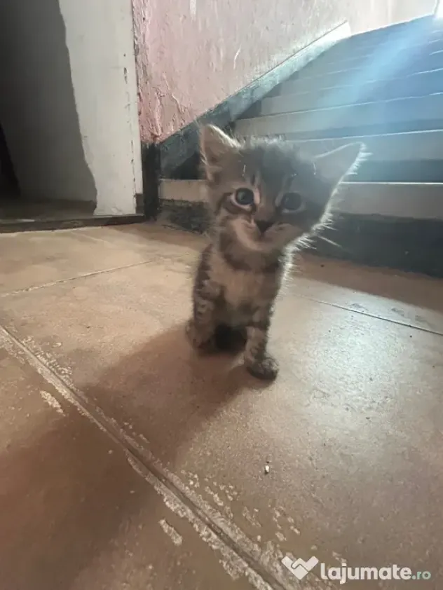 Adopție