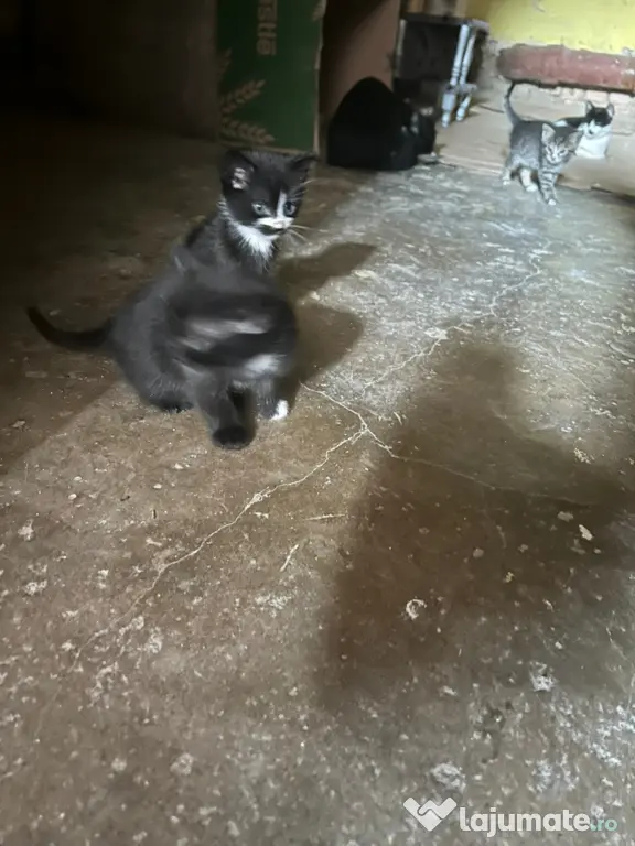 Adopție
