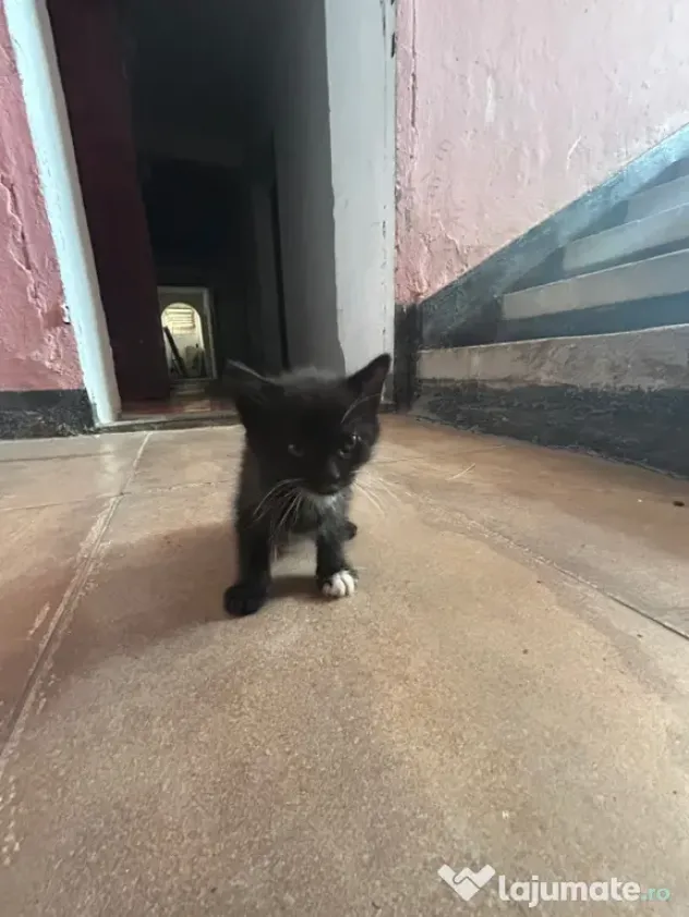 Adopție
