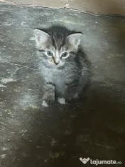 Adopție pisici pufosi 
