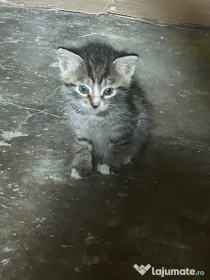 Adopție pisici pufosi