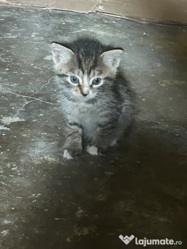 Adopție