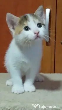 adoptie pisicuti educati