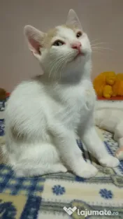 Adoptie pisicuti educati