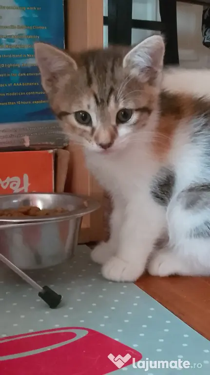 Adoptie pisicuti educati