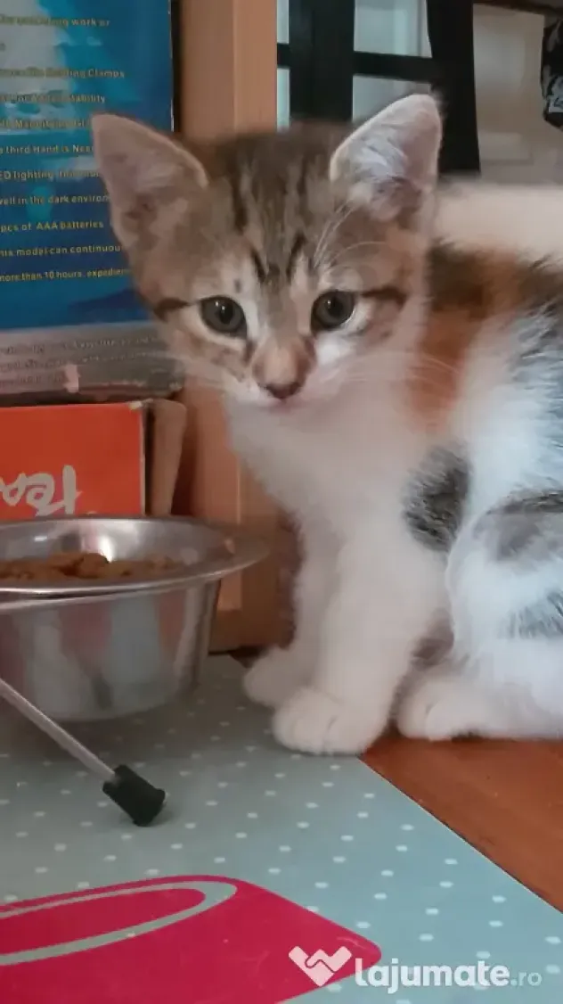 Adoptie pisicuti educati