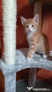 Adoptie pisicuti educati