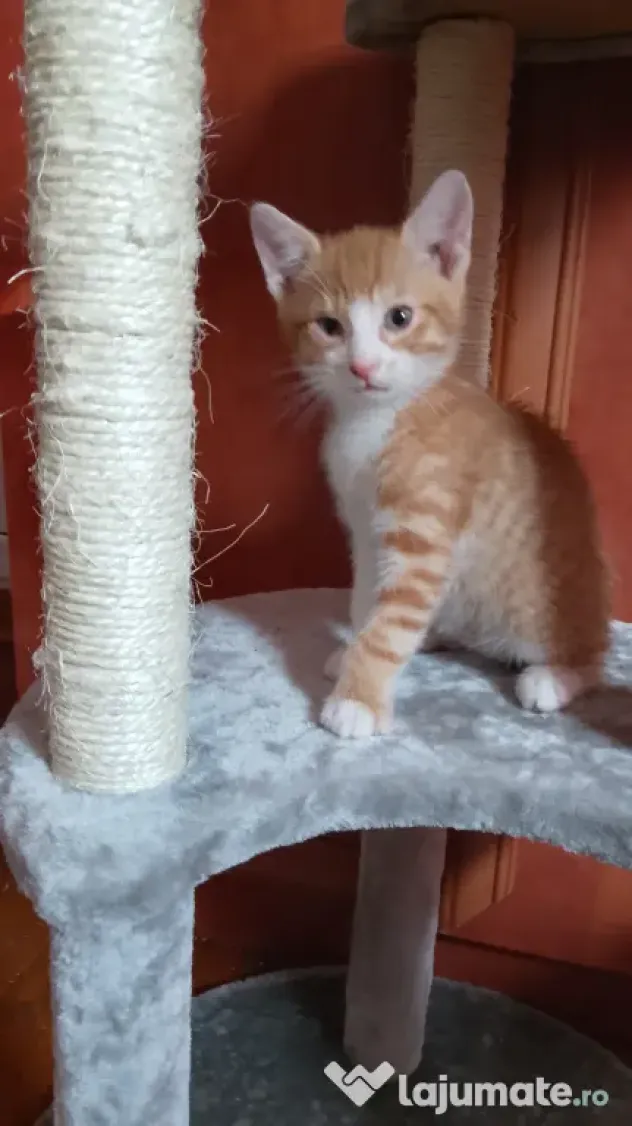 Adoptie pisicuti educati