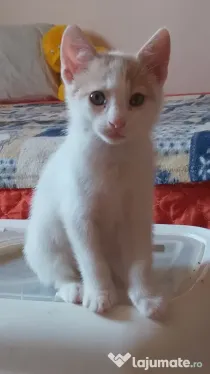Adoptie pisicuti educati