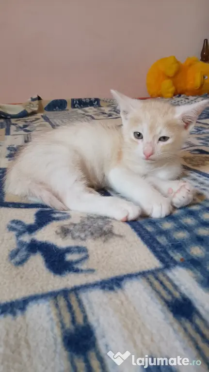 Adoptie pisicuti educati