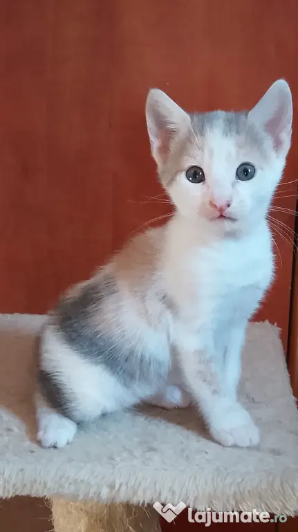 Adoptie pisicuti educati