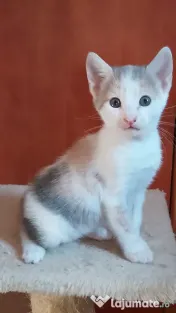 Adoptie pisicuti educati