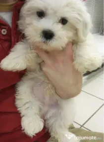 Bichon maltez alb 8 saptamani