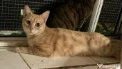 Pisicute metis British Shorthair 