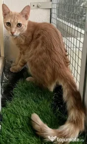 Pisicute metis British Shorthair 