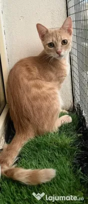 Pisicute metis British Shorthair 