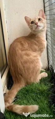 Pisicute metis British Shorthair 