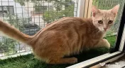 Pisicute metis British Shorthair 