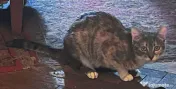 Pisicute metis British Shorthair 