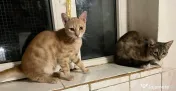 Pisicute metis British Shorthair 
