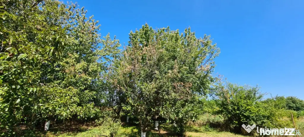 Vila Ialomita -Livedea lac - Livedea (Ialomita)