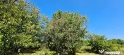 Vila Ialomita -Livedea lac 