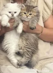 Pui British Longhair și British Shorthair – disponibili în Craiova
