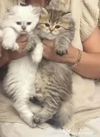 Pui British Longhair și British Shorthair – disponibili în Craiova 