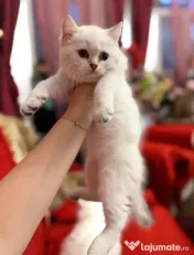 Pui British Longhair și British Shorthair – disponibili în Craiova