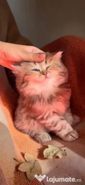 Pui British Longhair și British Shorthair – disponibili în Craiova