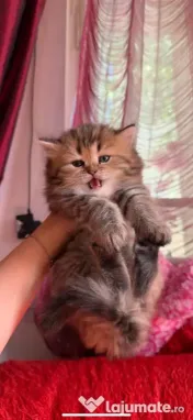 Pui British Longhair și British Shorthair – disponibili în Craiova