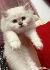 Pui British Longhair și British Shorthair – disponibili în Craiova