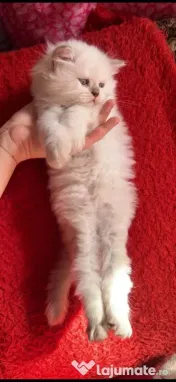 Pui British Longhair și British Shorthair – disponibili în Craiova