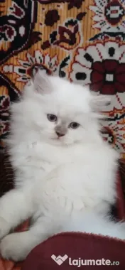 Pui British Longhair și British Shorthair – disponibili în Craiova